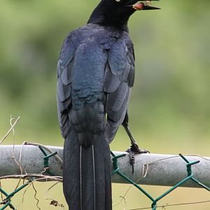 Grackles species