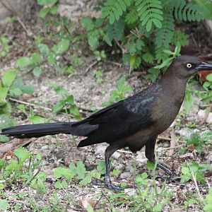 Grackles species