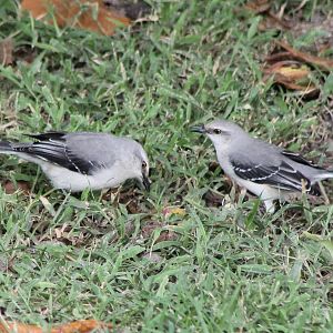 Northern mockingbirds