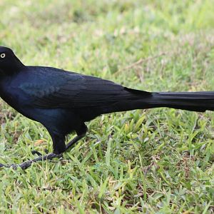 Grackle species