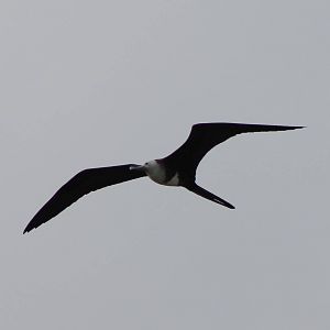 Magnificent frigatebird