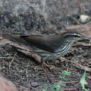 Louisiana waterthrush