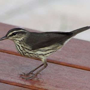 Louisiana waterthrush