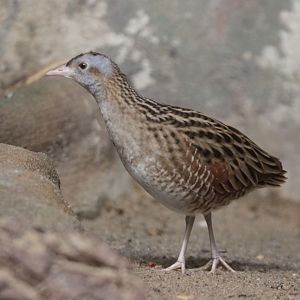 Corncrake (Crex crex)