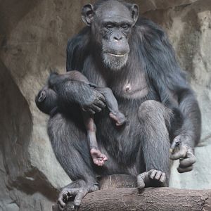 Western Chimpanzee (Pan troglodytes verus)