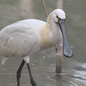 European spoonbill (Platalea leucorodia)