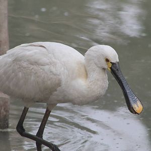 European spoonbill (Platalea leucorodia)