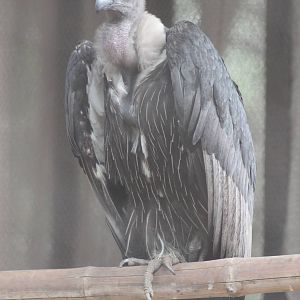 unlabelled vulture