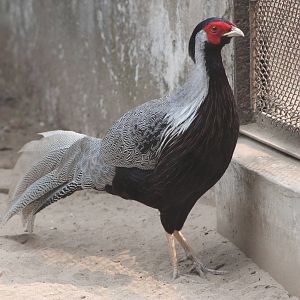 silver pheasant (Lophura nycthemera)