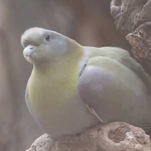 Yellow-footed green pigeon (Treron phoenicoptera)