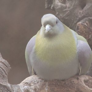Yellow-footed green pigeon (Treron phoenicoptera)