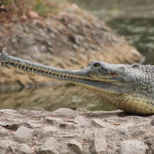 Gharial (Gavialis gangeticus)
