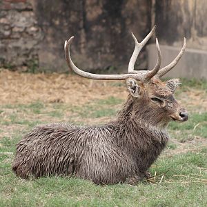 Sangai or Indian brow-antlered deer (Cervus eldii eldii)