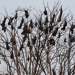 Indian fruit bats (Pteropus giganteus)