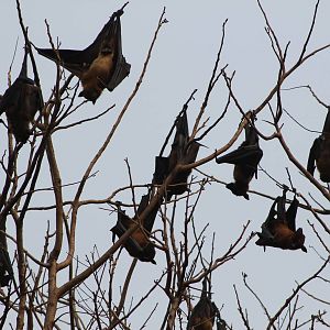 Indian fruit bats (Pteropus giganteus)