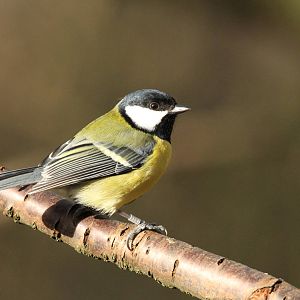 Great Tit