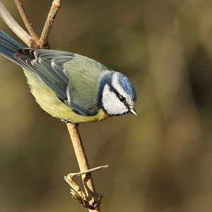 Blue Tit