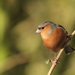 Chaffinch