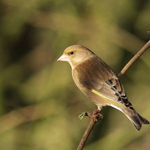 Female Greenfinch?