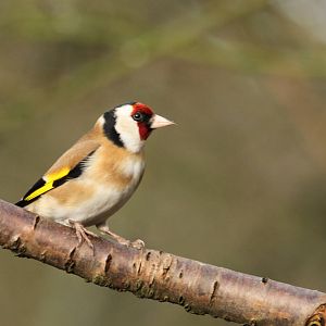 Goldfinch