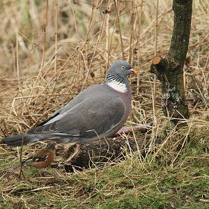 Woodpigeon