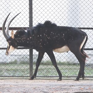 Black Sable Antelope (Hippotragus niger niger) Dezember 2008