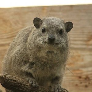 Arabian Rock Hyrax