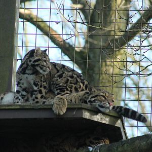 Clouded Leopards
