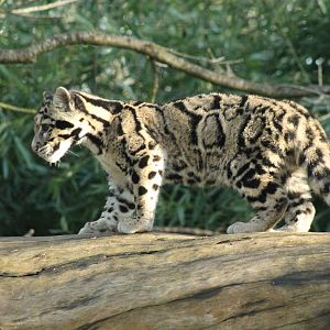 Clouded Leopard Cub
