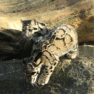 Clouded Leopard Cubs