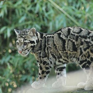 Clouded Leopard Cub