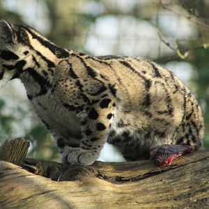Clouded Leopard Cub