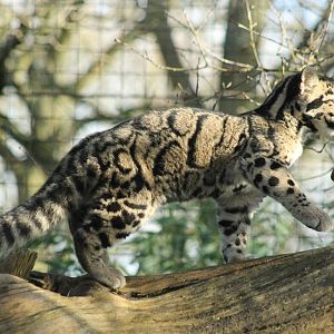 Clouded Leopard Cub
