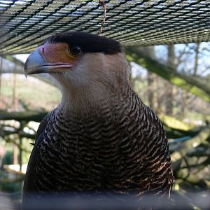 Southern Caracara at South Lakes, 16/02/14