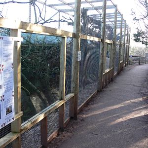 European Red Squirrel exhibit at South Lakes, 16/02/14