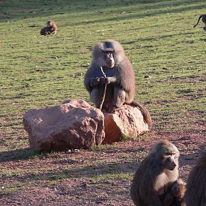 Hamadryas Baboons at South Lakes, 16/02/14