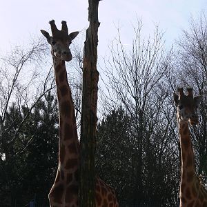 Kordofan Giraffes at South Lakes, 16/02/14