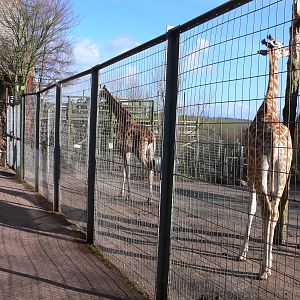 Giraffe Viewing at South Lakes, 16/02/14