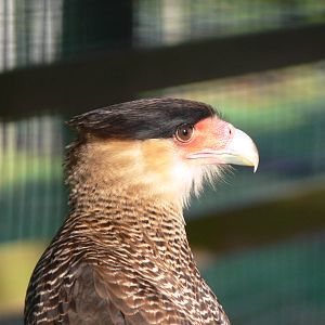 Southern Caracara at South Lakes, 16/02/14