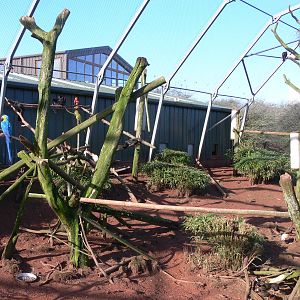 Mixed Aviary at South Lakes, 16/02/14