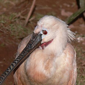 Roseate Spoonbill at South Lakes, 16/02/14