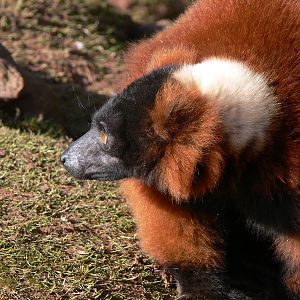 Red Ruffed Lemur at South Lakes, 16/02/14