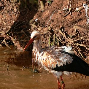 European White Stork at South Lakes, 16/01/14