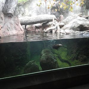 Streamside - River Otter