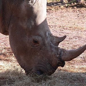 Southern White Rhino at South Lakes, 16/02/14