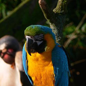 Blue and Green Macaw at South Lakes, 16/02/14