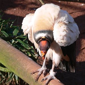King Vulture at South Lakes, 16/02/14