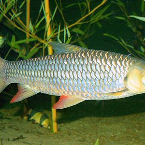 Leptobarbus; London Zoo; 16th February 2014