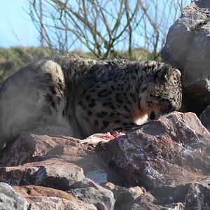 Snow Leopard at South Lakes, 16/02/14