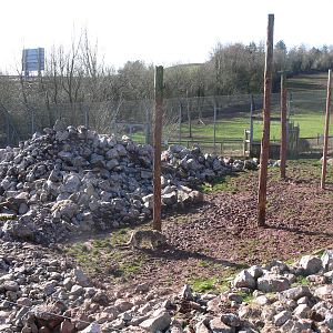 Snow Leopard/Lion exhibit at South Lakes, 16/02/14